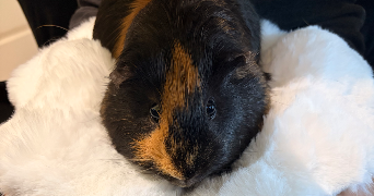 chloé pet sitter à MONTPELLIER 34000_2