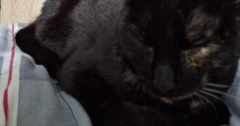 andrea pet sitter à MONT ST AIGNAN 76130_8
