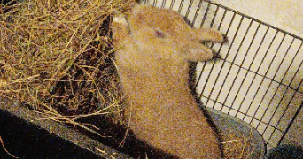 estelle pet sitter à BILLERE 64140_10