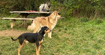 laurine pet sitter à Aix-les-Bains 73100_6