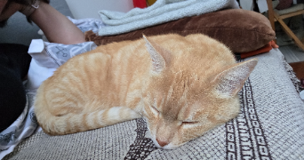 bénédicte pet sitter à CANNES 06400_7