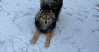 séverine pet sitter à PONCHON 60430_3