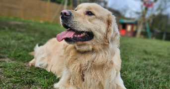 marlene pet sitter à AUNEAU BLEURY ST SYMPHORIEN 28700_7