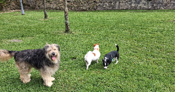 cynthia pet sitter à HENDAYE 64700_2
