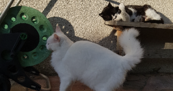 frederik pet sitter à LA NORVILLE 91290_3