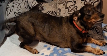 angelina pet sitter à CHATILLON 92320_3