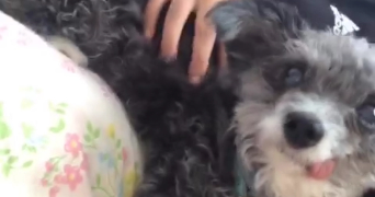 roselin pet sitter à MONTIGNY LES CORMEILLES 95370_2