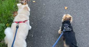 stéphanie  pet sitter à ST GERMAIN EN LAYE 78100_6