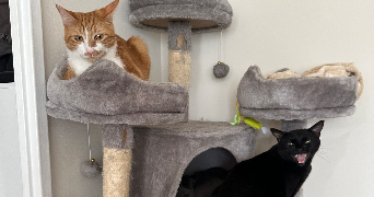 antonin cat sitter à ANNEMASSE 74100_5