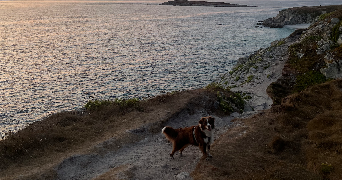 océane pet sitter à MILIZAC GUIPRONVEL 29290_1