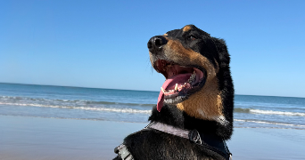 lauryn pet sitter à CHATENOIS LES FORGES 90700_7
