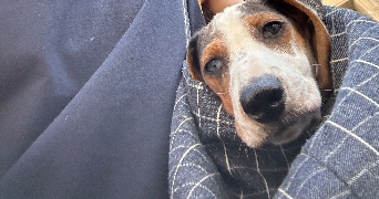 elie pet sitter à PARIS 11 75011_6