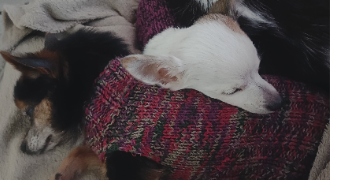 valérie pet sitter à GUEMENE PENFAO 44290_0