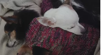 valérie pet sitter à GUEMENE PENFAO 44290