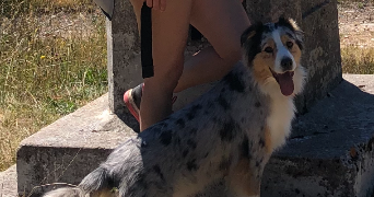 beatrice pet sitter à SACLAY 91400_6