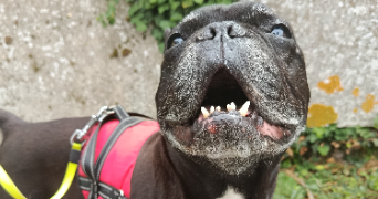 lénaïs pet sitter à ROANNE 42300_9