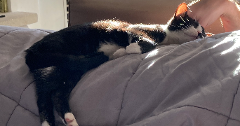 samantha pet sitter à NEUFMOUTIERS EN BRIE 77610_2
