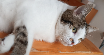 maïlys pet sitter à HAUBOURDIN 59320_1