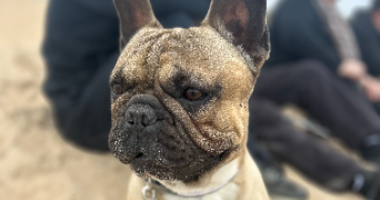 sarah pet sitter à LES HERBIERS 85500_2