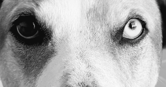 yohann pet sitter à LANNION 22300_3