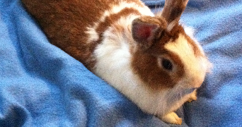 elodie pet sitter à HYERES 83400_5