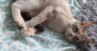 fanny pet sitter à MAISONS LAFFITTE 78600_4