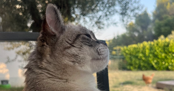 gaelle  pet sitter à Cogolin 83310_2