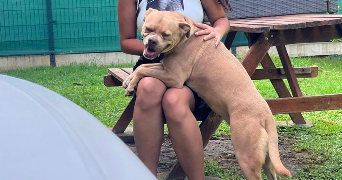 boudillon pet sitter à PETIT BOURG 97170_2