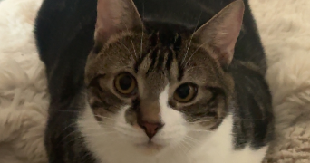 jeanne pet sitter à AMIENS 80000_1