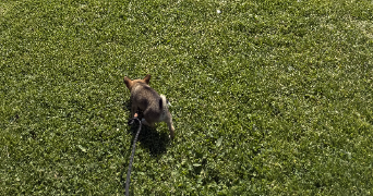melodie dog sitter à ANNECY 74000_1