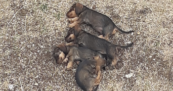 garance pet sitter à LIMOGES 87000_2