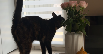 inssaf pet sitter à VENISSIEUX 69200_7