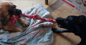 line pet sitter à ANGERS 49000_0