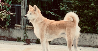 joelle pet sitter à HALLUIN 59250_4