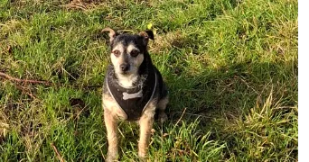 alice pet sitter à GAMACHES 80220