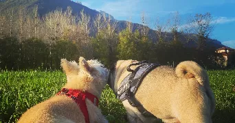 martine pet sitter à LA TERRASSE 38660