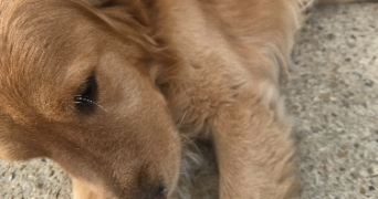 mélanie pet sitter à BOUGLIGNY 77570_0