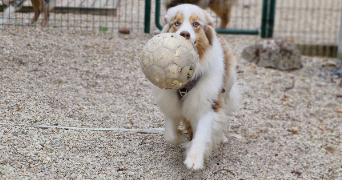 marlene pet sitter à AUNEAU BLEURY ST SYMPHORIEN 28700_92