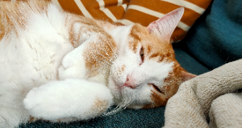 Lea pet sitter à NANTES 44100_0