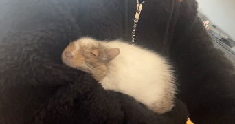 léa pet sitter à DREUX 28100_1