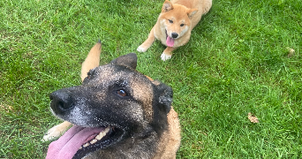 lola pet sitter à VESOUL 70000_1