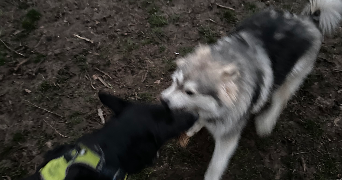 vera pet sitter à BOIS D ARCY 78390_4