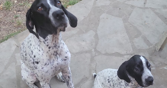 gwenaelle pet sitter à ST MICHEL SUR ORGE 91240_1