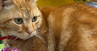 loulith pet sitter à CHARENTON LE PONT 94220_5