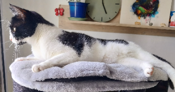 agnès  pet sitter à CHOISY LE ROI 94600_4