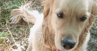 carole pet sitter à CARNAC 56340