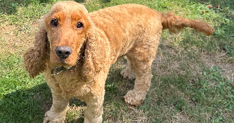 estelle pet sitter à BUCHELAY 78200_4