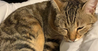 léa pet sitter à LYON 07 69007_3