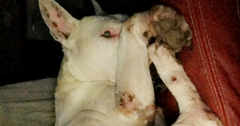 vanesa pet sitter à SEIGNELAY 89250_3