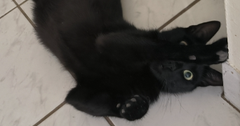 manel pet sitter à MONTPELLIER 34000_2